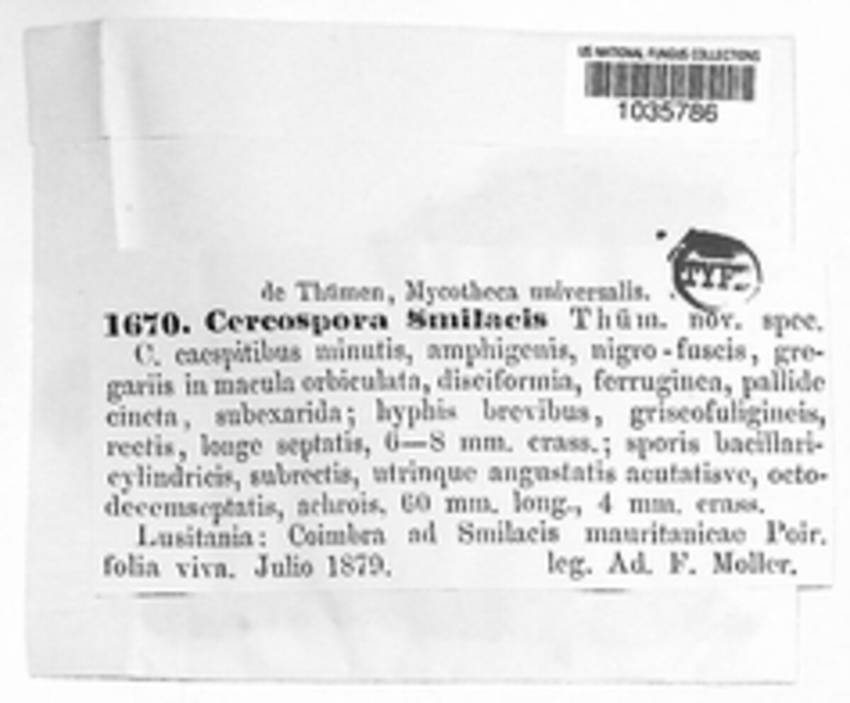 Neocercosporidium smilacis image